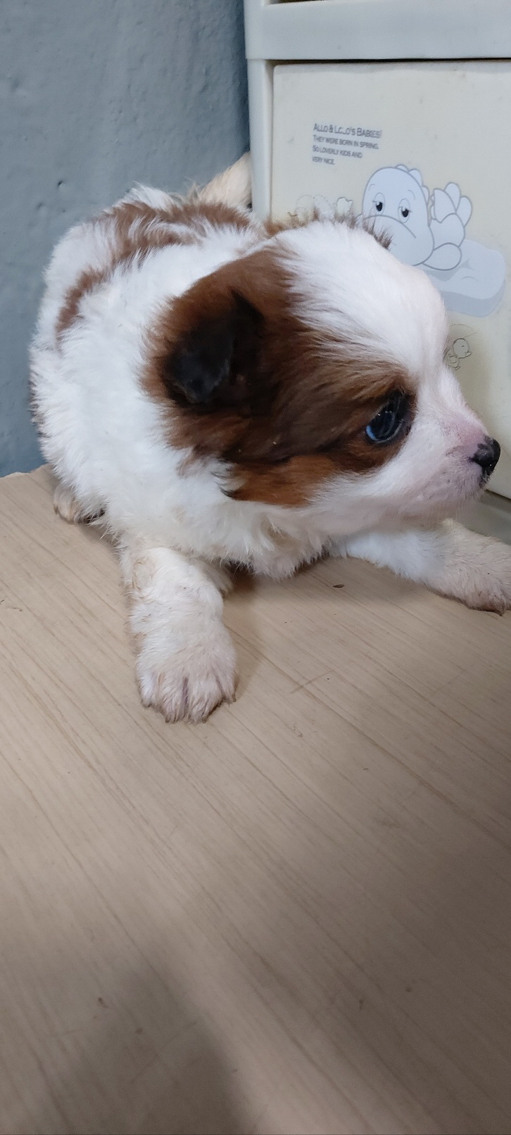 보령시유기동물보호소_444451202401305